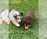 Small #3 Miniature Australian Shepherd