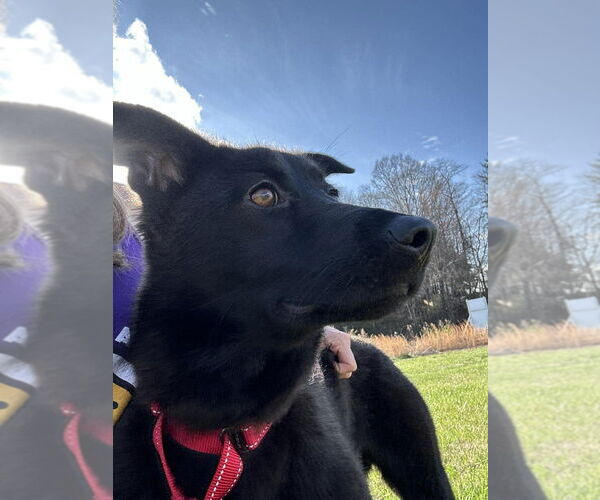 Medium Photo #3 Mutt Puppy For Sale in Candler, NC, USA