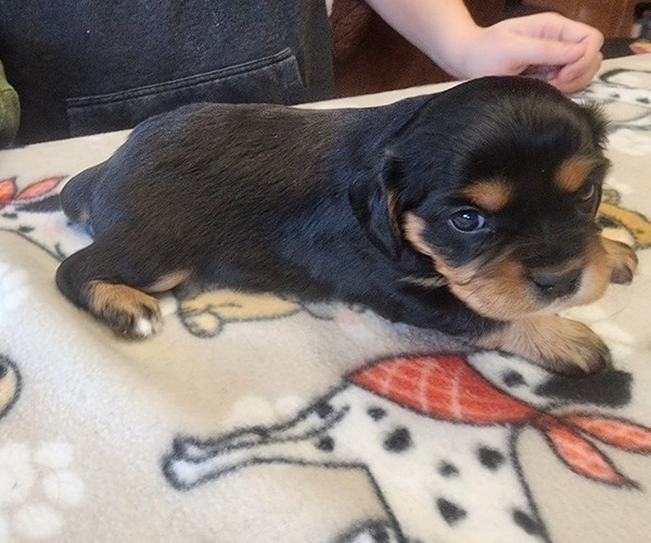 Medium Photo #6 Aussalier Puppy For Sale in ATHOL, ID, USA