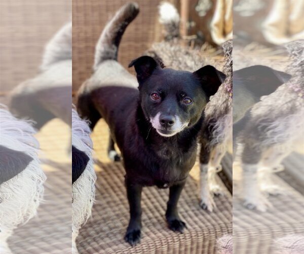 Medium Photo #2 Chihuahua-Schipperke Mix Puppy For Sale in Newport Beach, CA, USA