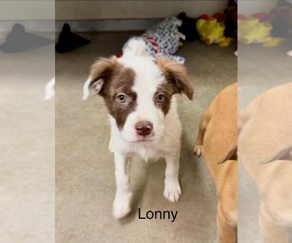 Medium Photo #2 Australian Shepherd-Pug Mix Puppy For Sale in Cave Creek, AZ, USA