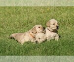 Small Photo #2 Golden Retriever Puppy For Sale in CLOVIS, CA, USA
