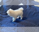 Small Photo #3 Pomeranian Puppy For Sale in MARYSVILLE, WA, USA