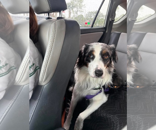Medium Photo #8 Australian Shepherd Puppy For Sale in Cape May, NJ, USA