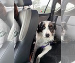 Small Photo #8 Australian Shepherd Puppy For Sale in Cape May, NJ, USA