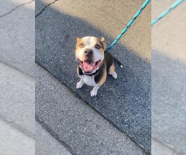 Medium Photo #2 Mutt Puppy For Sale in Rancho Cucamonga, CA, USA