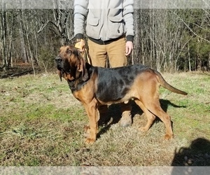 Father of the Bloodhound puppies born on 12/31/2020