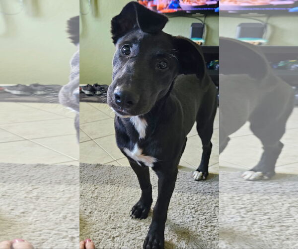 Medium Photo #2 German Shepherd Dog-Unknown Mix Puppy For Sale in Royal Palm Beach, FL, USA