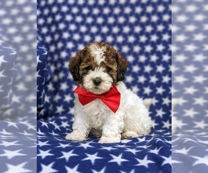 Poodle (Miniature)-ShihPoo Mix Puppy for sale in LINCOLN UNIVERSITY, PA, USA