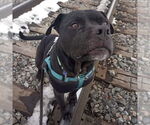 Small #32 American Pit Bull Terrier