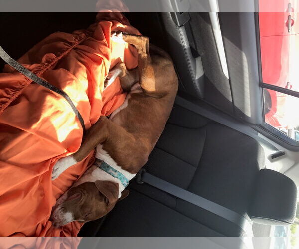 Medium Photo #16 Boxer-Unknown Mix Puppy For Sale in Sanford, FL, USA