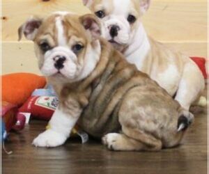 English Bulldog Puppy for sale in MARSHFIELD, MO, USA