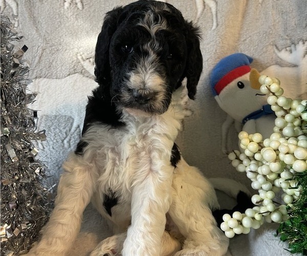 Medium Photo #5 Poodle (Standard) Puppy For Sale in BLOUNTVILLE, TN, USA