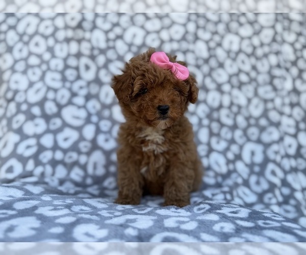 Medium Photo #7 Cavapoo (Miniature) Puppy For Sale in LAKELAND, FL, USA
