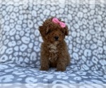 Small #6 Cavapoo (Miniature)
