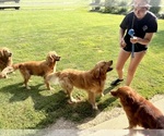 Small #11 Golden Retriever