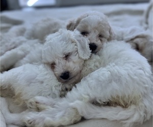 Poodle (Standard) Puppy for sale in ELIZABETH, NJ, USA