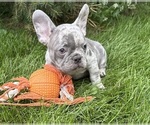 Small #3 French Bulldog
