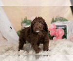 Small Photo #5 Goldendoodle-Poodle (Miniature) Mix Puppy For Sale in WARSAW, IN, USA