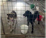 Small #1 Shepradors