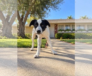 Border Collie Dogs for adoption in Menifee, CA, USA