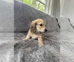Small #21 Dachshund