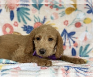 Labradoodle-Poodle (Standard) Mix Puppy for sale in LANCASTER, PA, USA