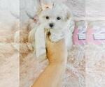 Small #12 Maltese