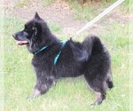 Puppy Midnight Pomsky
