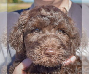 Cocoa Bean - Male Mutt Dog for Adoption - Photo #5