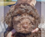 Small Photo #5 Mutt Puppy For Sale in Huntley, IL, USA