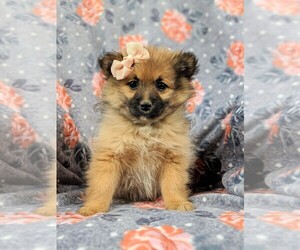 Pomeranian Puppy for sale in CHRISTIANA, PA, USA