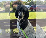 Small #4 Poodle (Standard)