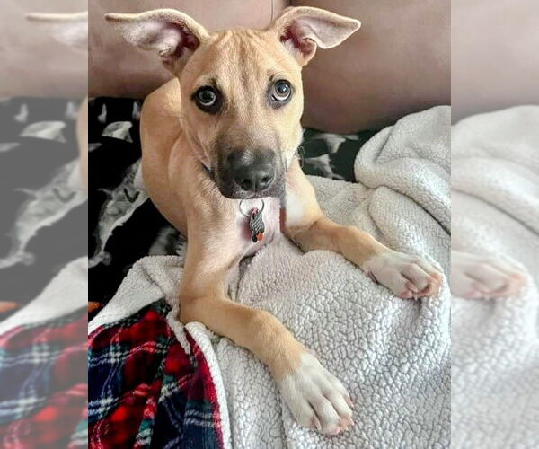 Medium Photo #2 Black Mouth Cur-Labrador Retriever Mix Puppy For Sale in Rockaway, NJ, USA