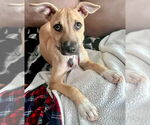 Small #1 Black Mouth Cur-Labrador Retriever Mix