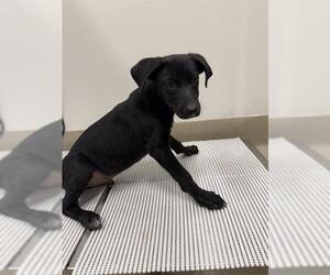 Labrador Retriever-Unknown Mix Dogs for adoption in Baytown, TX, USA
