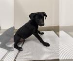 Small Labrador Retriever Mix