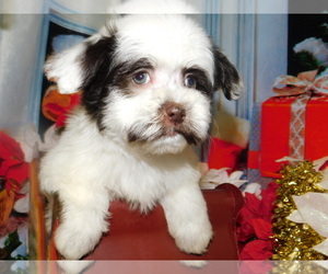 Havanese Puppy for sale in HAMMOND, IN, USA