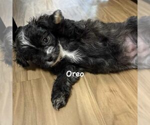 Mutt Dogs for adoption in Spring Lake, NC, USA