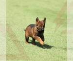 Small Photo #5 German Shepherd Dog Puppy For Sale in NORTH HOLLYWOOD, CA, USA
