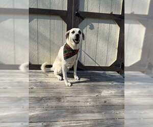 Anatolian Shepherd-Labrador Retriever Mix Dogs for adoption in Scottsboro, AL, USA