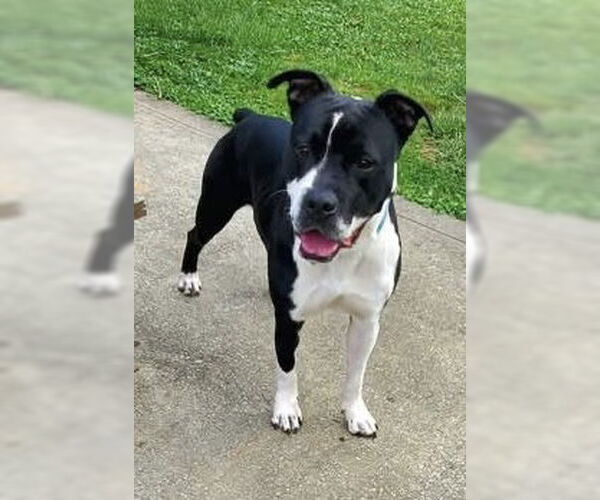 Medium Photo #4 Mutt Puppy For Sale in Strongsville, OH, USA