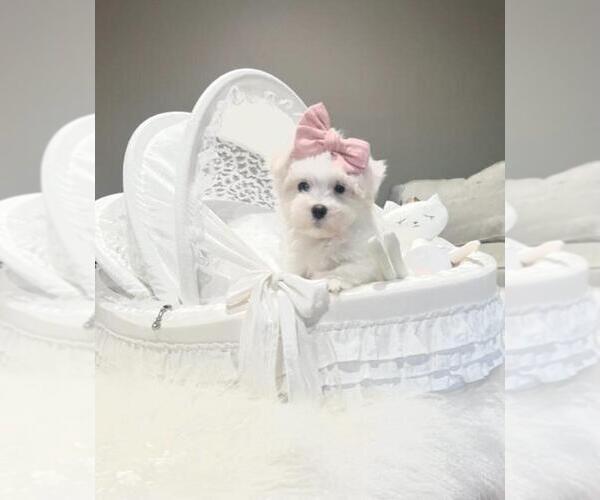 Medium Photo #6 Maltese Puppy For Sale in FORT LAUDERDALE, FL, USA