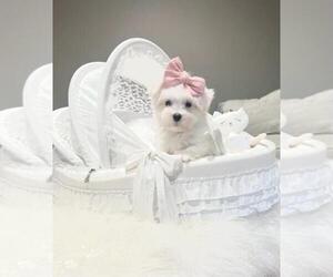 Medium Maltese