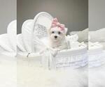 Puppy Maltese Maltese