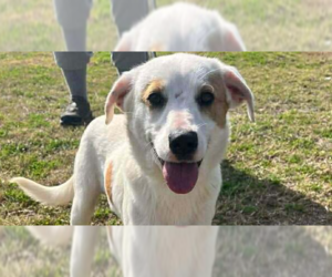 Mutt Dogs for adoption in Abbeville, LA, USA