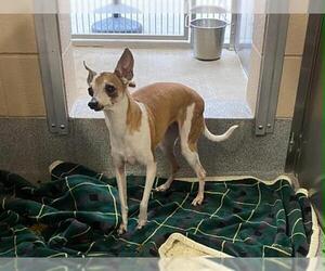Italian Greyhound Dogs for adoption in Orange, CA, USA