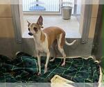Small Italian Greyhound