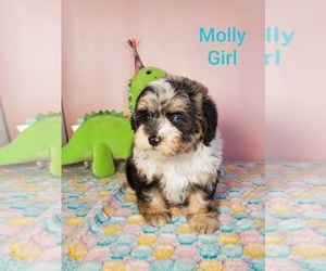 ShihPoo Puppy for sale in HENDERSON, NV, USA