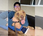 Small #11 American Pit Bull Terrier Mix